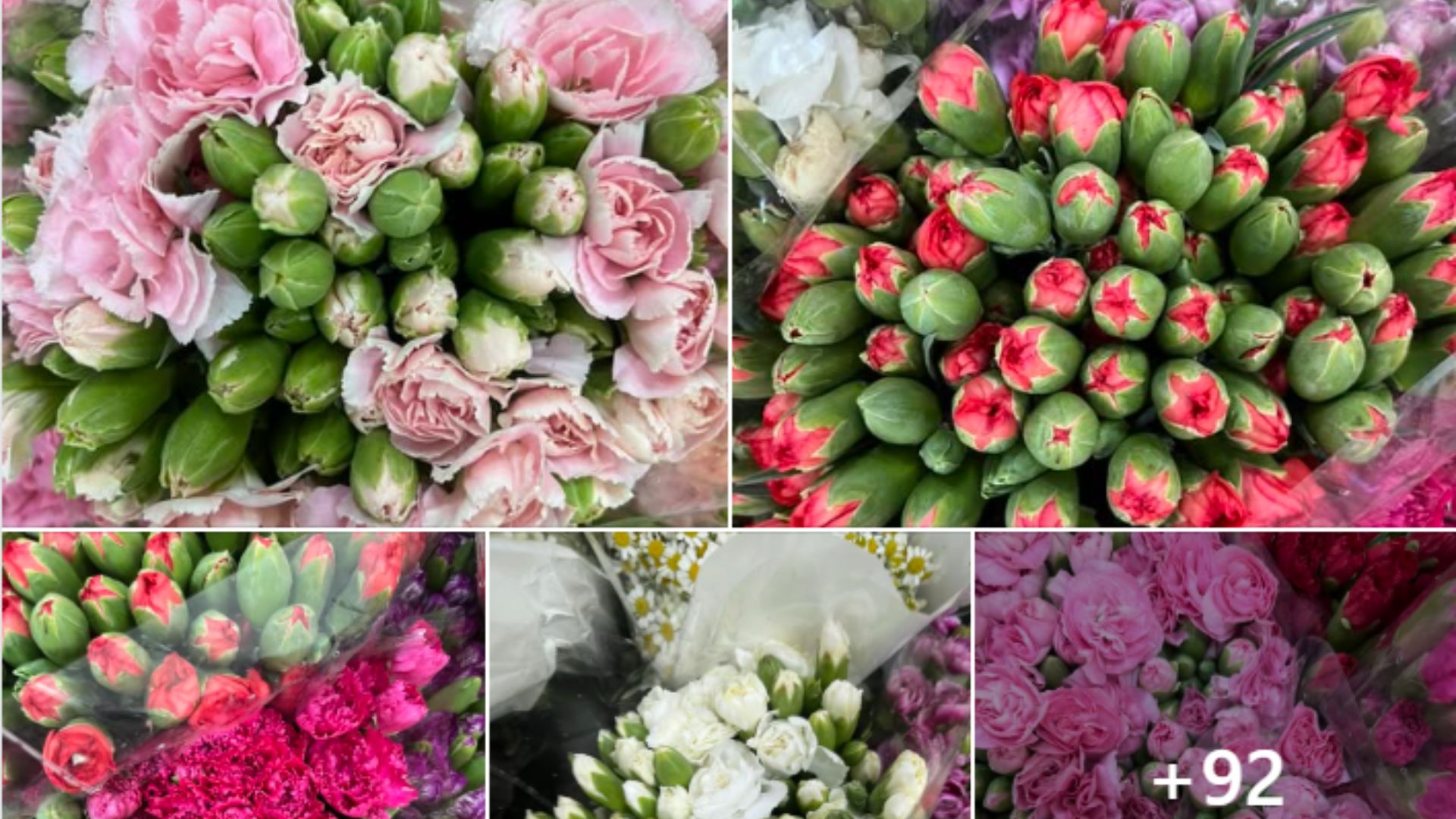 ดอกทิวลิป